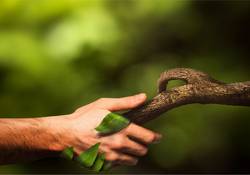 Arm und Baum geben sich die Hand vor grünem Hintergrund