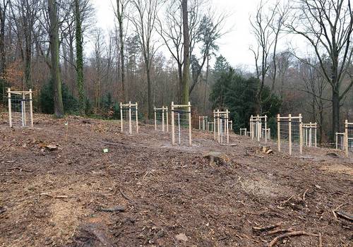 Jungbäume auf Waldboden mit großen Bäumen im Hintergrund