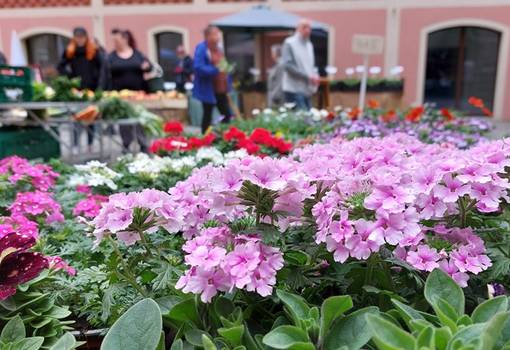 PM 85 2022 Meißner Grünmarkt lockt mit vielfältigen Genüssen