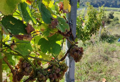 Weinreben
