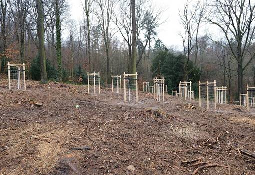 Jungbäume auf Waldboden mit großen Bäumen im Hintergrund