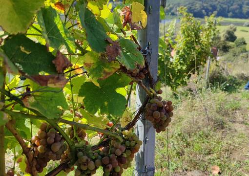 Weinreben