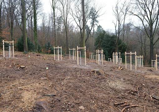 Jungbäume auf Waldboden mit großen Bäumen im Hintergrund