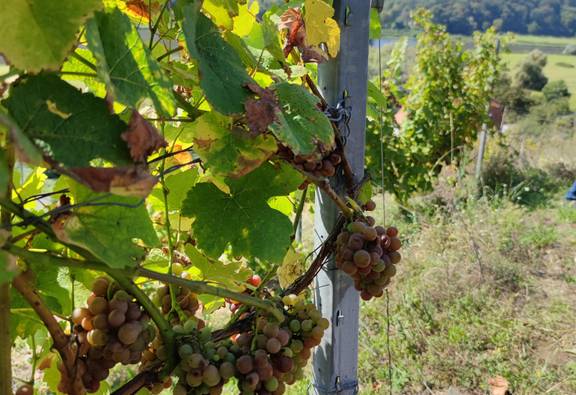 Weinreben