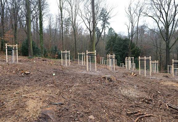 Jungbäume auf Waldboden mit großen Bäumen im Hintergrund