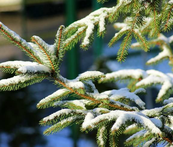 weihnachtsbaum schnee