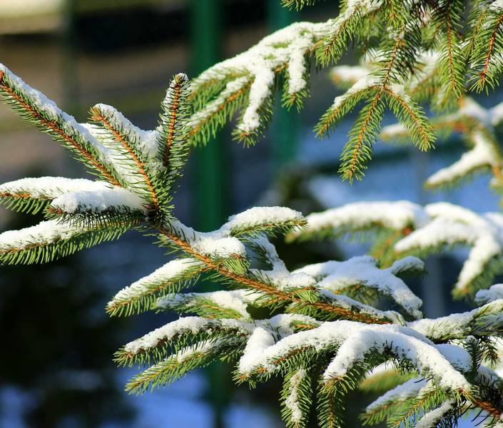 weihnachtsbaum schnee